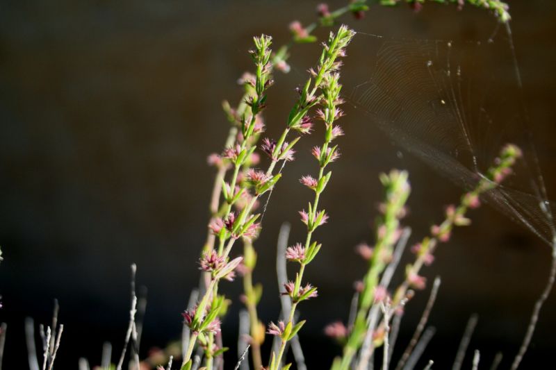 Micromeria graeca sl.